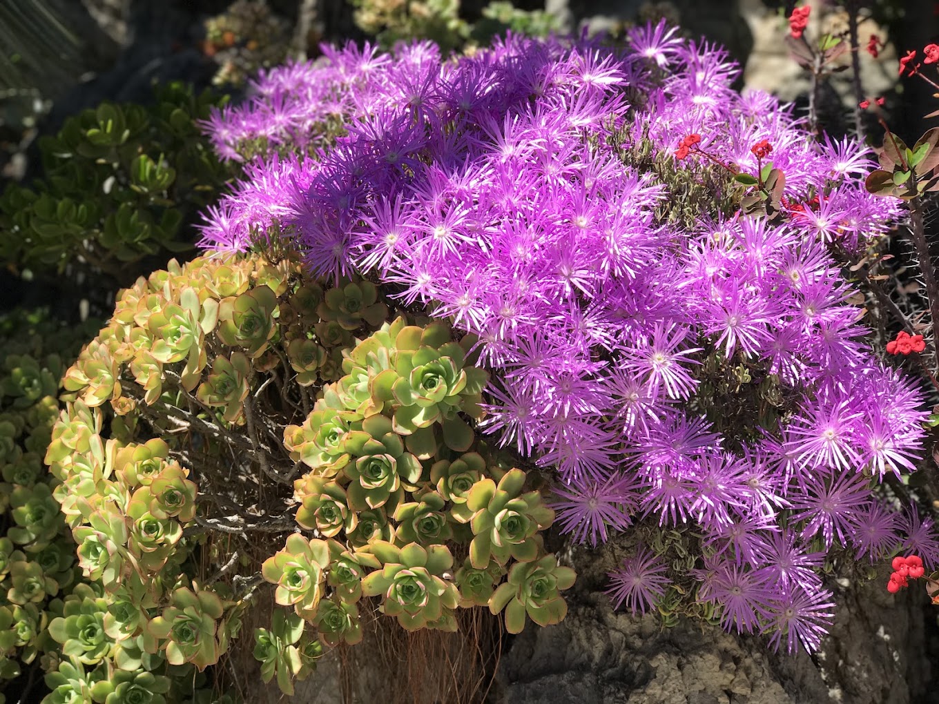 Ogród Egzotyczny w Monako